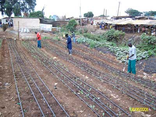 Illustration for article titled Kibera's "Instant Farm" System Is the Future of Urban Agriculture